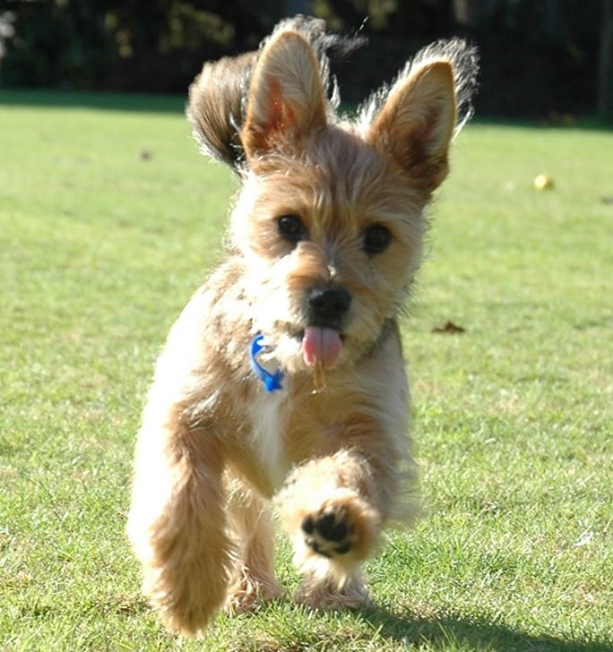 Australian terrier shih sales tzu mix